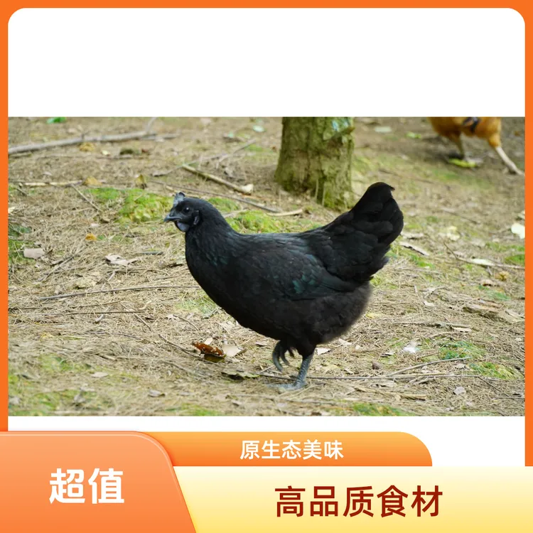 黔山乌骨鸡/山林生态乌鸡