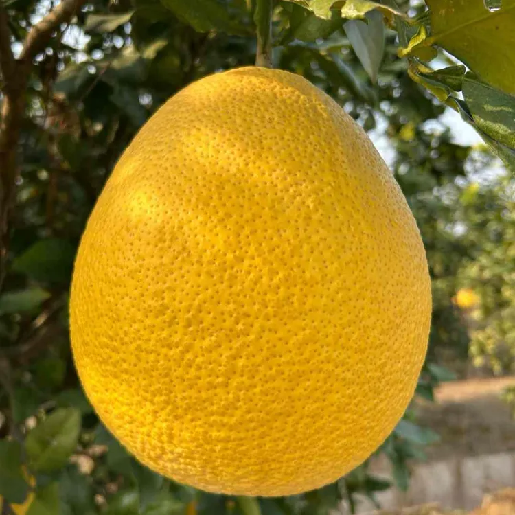 【双枫农园】双枫红柚中大果2个尝鲜装