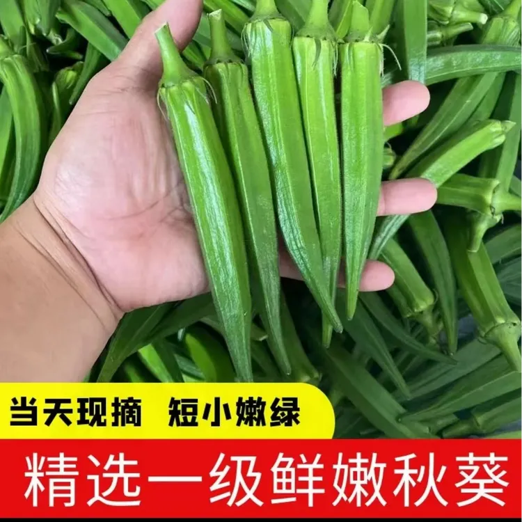 上海本地露天黄秋葵1600克
