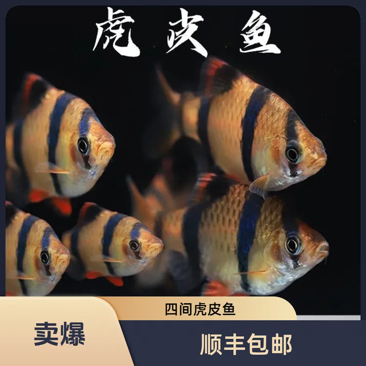 四间虎皮条纹热带小型观赏鱼新手好养耐活宠物群游鱼