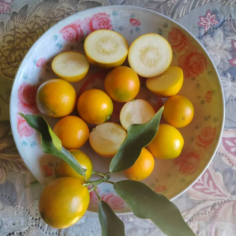 广西融安滑皮金桔脆蜜金桔新鲜现摘一口爆汁风味当季水果
