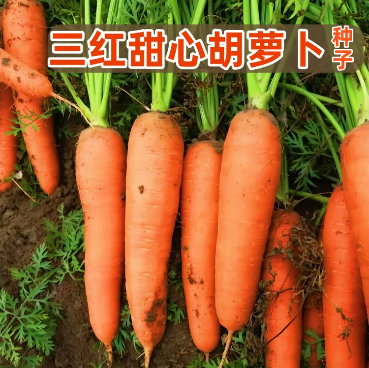【三红甜心胡萝卜种子】家庭阳台小院四季种植盆栽地栽易种易活