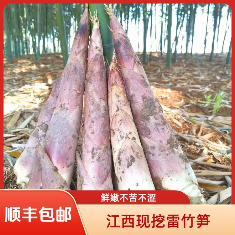 【顺丰包邮】江西雷竹笋现挖现发砻糠冬笋泡沫箱冰袋保鲜发货红壳笋