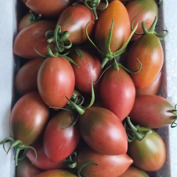 自然熟汕尾紫弹头小番茄果当季水果新鲜采摘脆甜爆汁西红柿圣女果