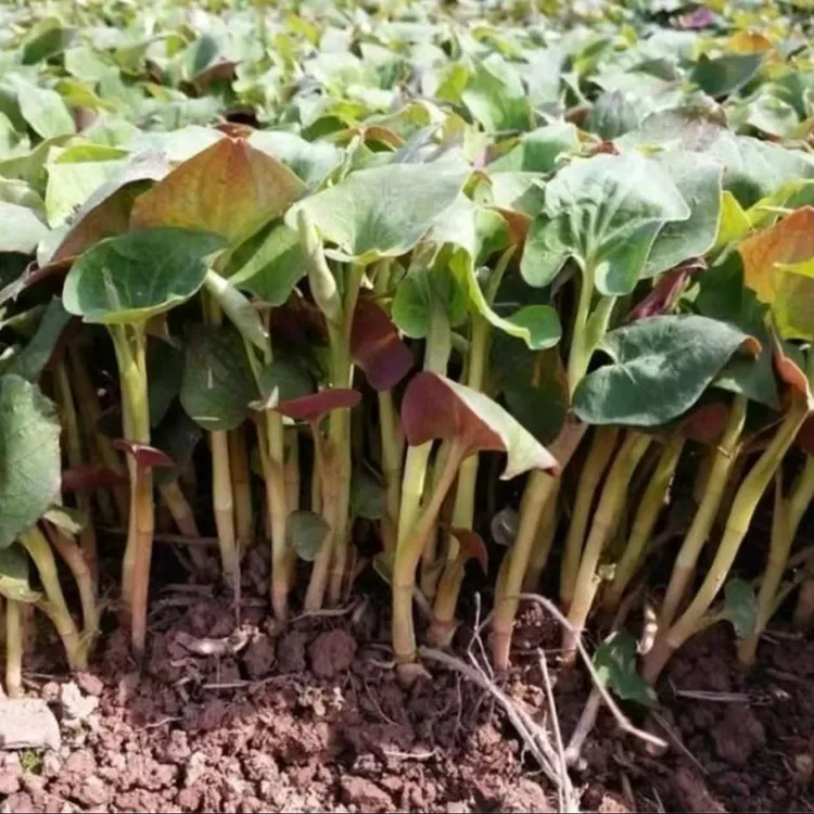 鱼腥草种子折耳根种籽四季种植盆栽地栽阳台庭院种植