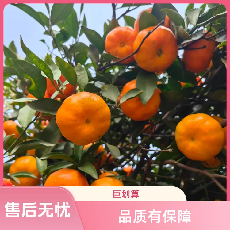 《遥遥专属》四川江安红橘（二红皮时期）中大果  陈皮原料 农家自种