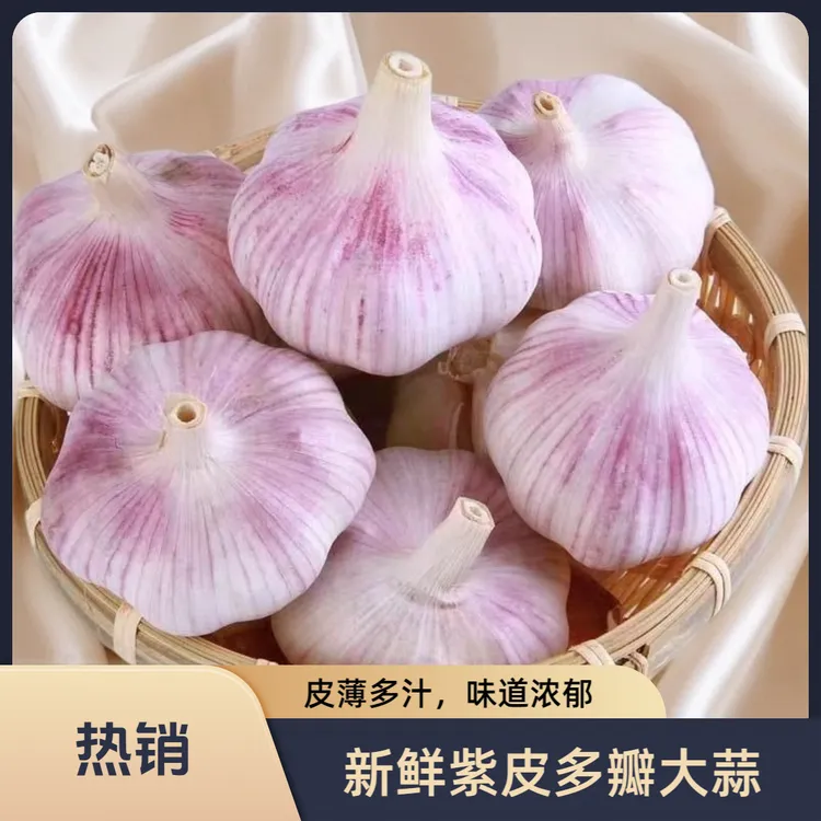 豫东沙土地2025年新晒干紫白皮大蒜新鲜农家自种土香蒜净果净重发