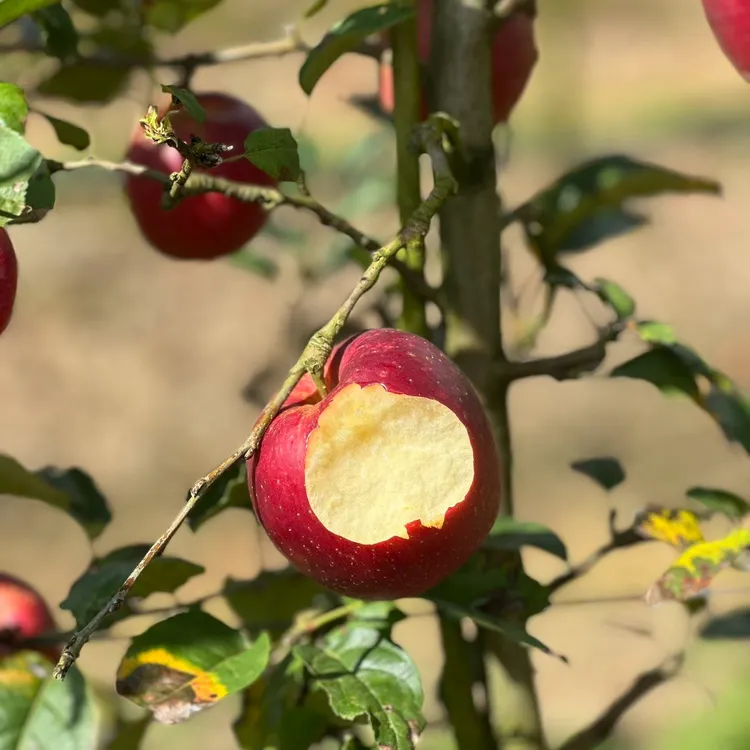 云南瑞香红脆苹果