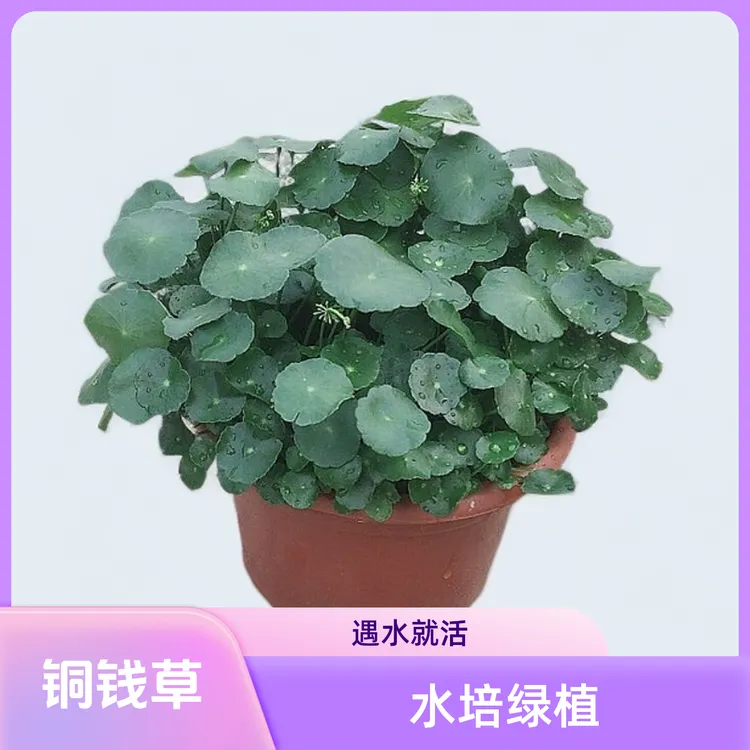 带叶铜钱草水培盆栽植物室内小绿植花卉水养金钱草籽水生四季好养