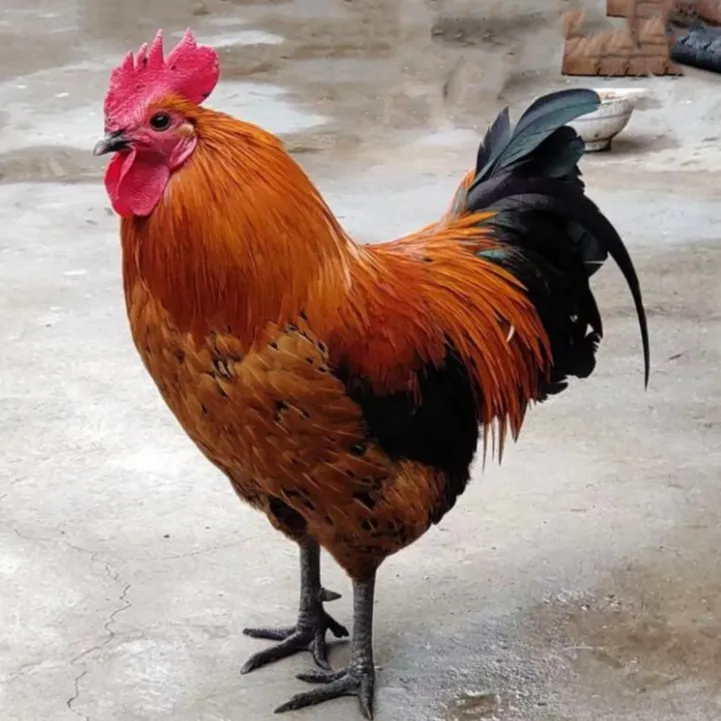 农村散养土鸡 两只黑爪公鸡+鸡胗（共净重10斤左右）