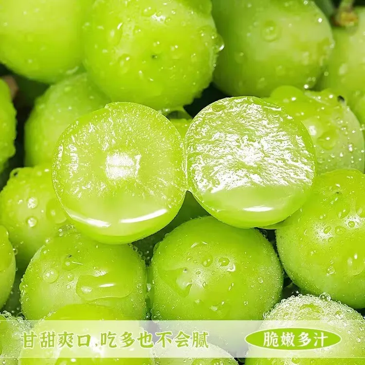 京东包邮新鲜当季阳光玫瑰葡萄新鲜水果果园发货脆甜多汁