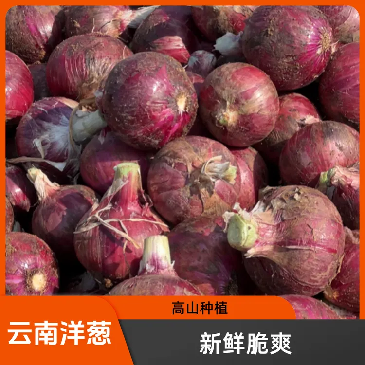 云南紫皮洋葱扁圆洋葱现挖新鲜高山种植脆爽多汁精品小果