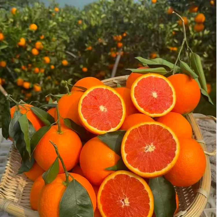【产地直发】正宗中华红血橙整箱橙子水果新鲜红心皮薄肉厚卡拉红橙商品图