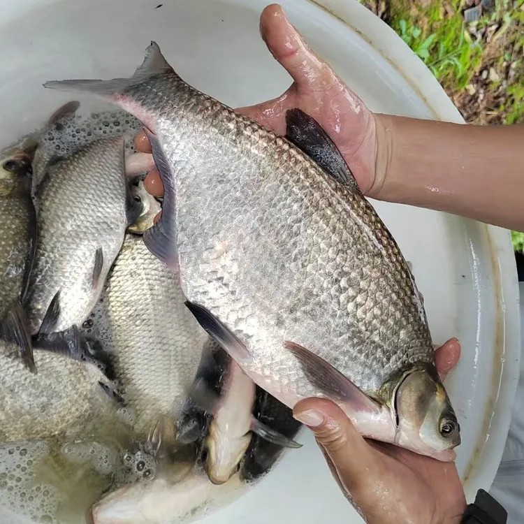 武昌鱼 鳊鱼  边鱼  三角鳊鱼