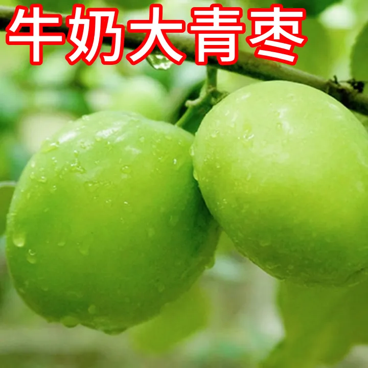 牛奶大青枣树活苗南北方耐寒枣树树苗盆栽嫁接苗枣树果苗当年结果