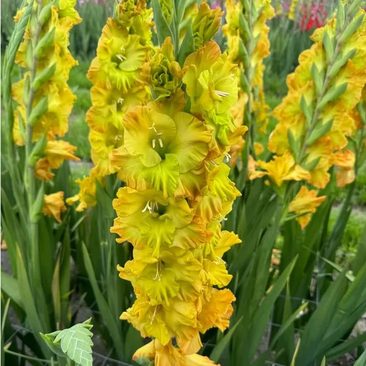 5颗【绿闪电】剑兰唐菖蒲荷兰进口种球室内阳台庭院兰花盆栽花卉