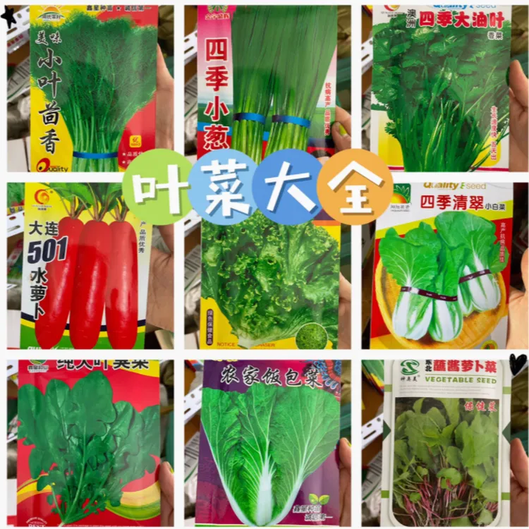 秋播蔬菜种子大全萝卜白菜油菜生菜耐寒蔬菜种子大全适合秋天的菜