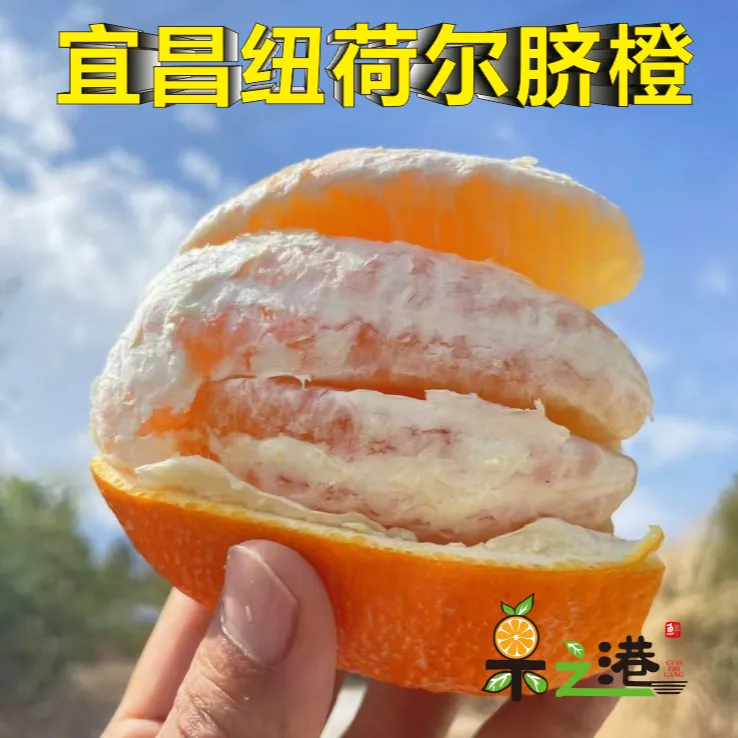 正宗湖北宜昌纽荷尔脐橙不打蜡不早采自然成熟农户种植鲜甜可口