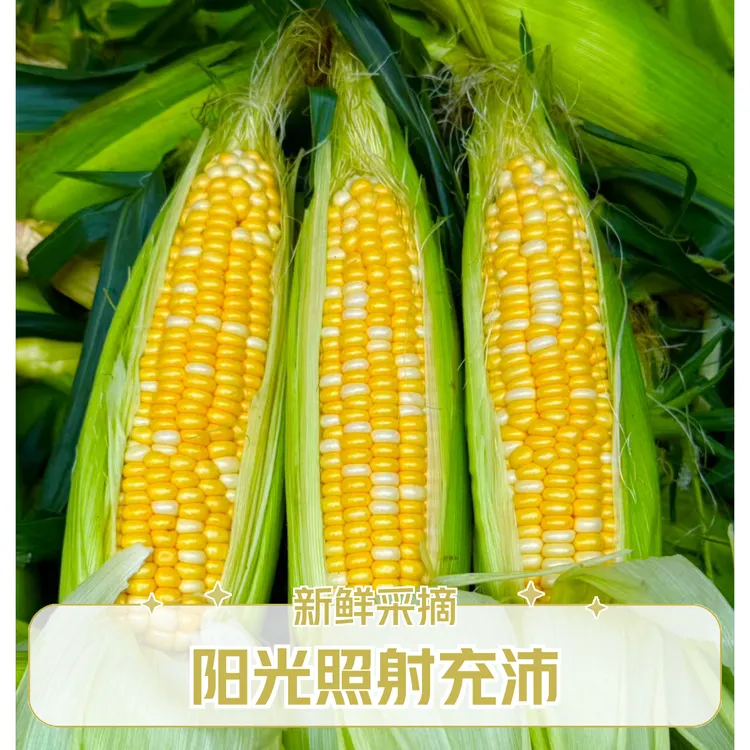 云南甜脆水果金银甜玉米低脂粗粮代餐可榨汁生吃