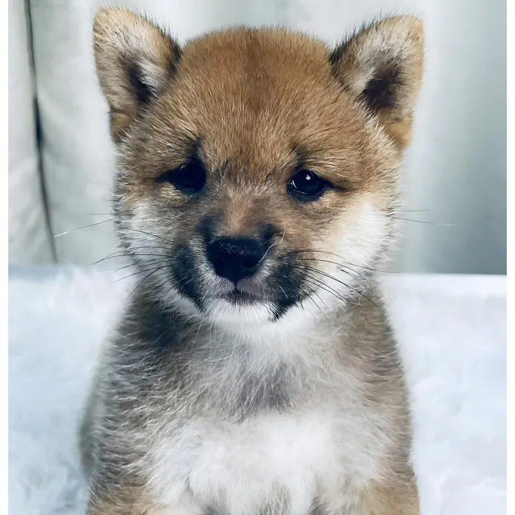 D16豆柴宠物狗小米粒女儿