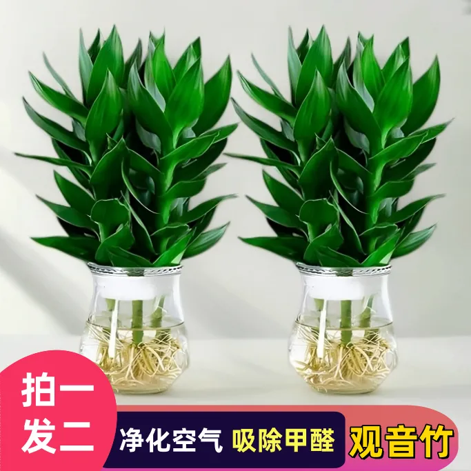 【花伴水】玻璃瓶水培观音竹干净绿植好养室内耐阴净化空气