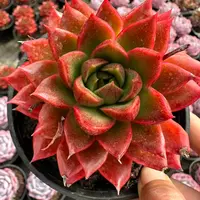 8#魔尊多肉植物  前男友精品多肉A992