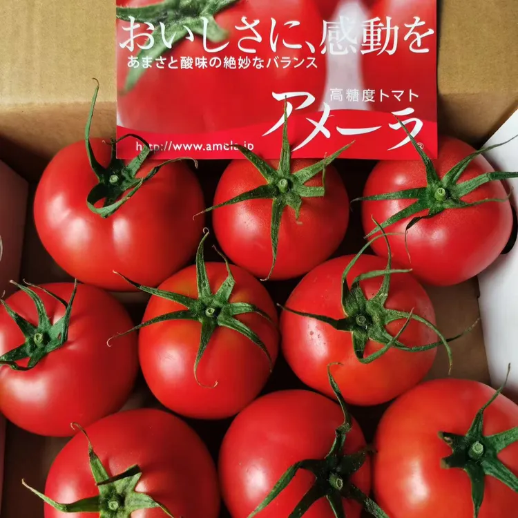 【阿麦拉】高糖度番茄静冈番茄新鲜采摘自然成熟酸甜风味5斤包邮