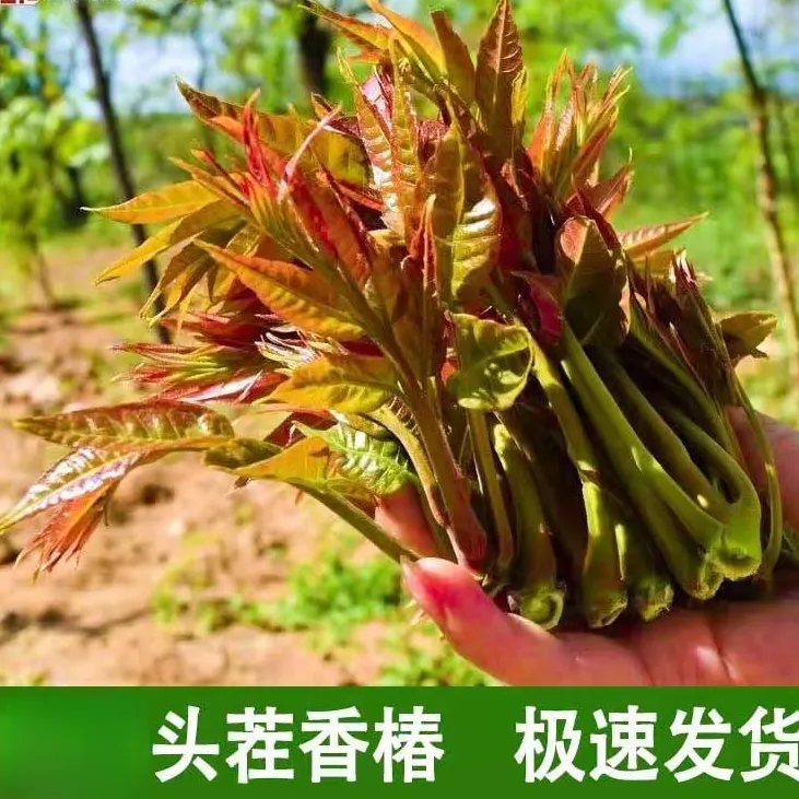 头茬香椿芽新鲜现摘现发嫩芽头鲜食露天野生红油香椿芽四季大棚