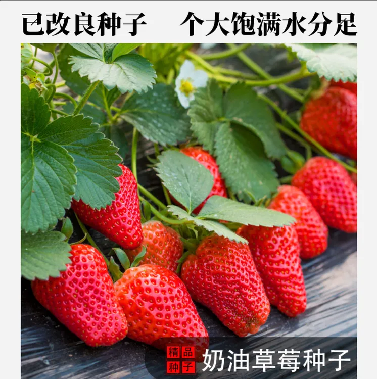 【奶油草莓种子】温度适宜四季结果盆栽地栽红草莓室内外阳台水果