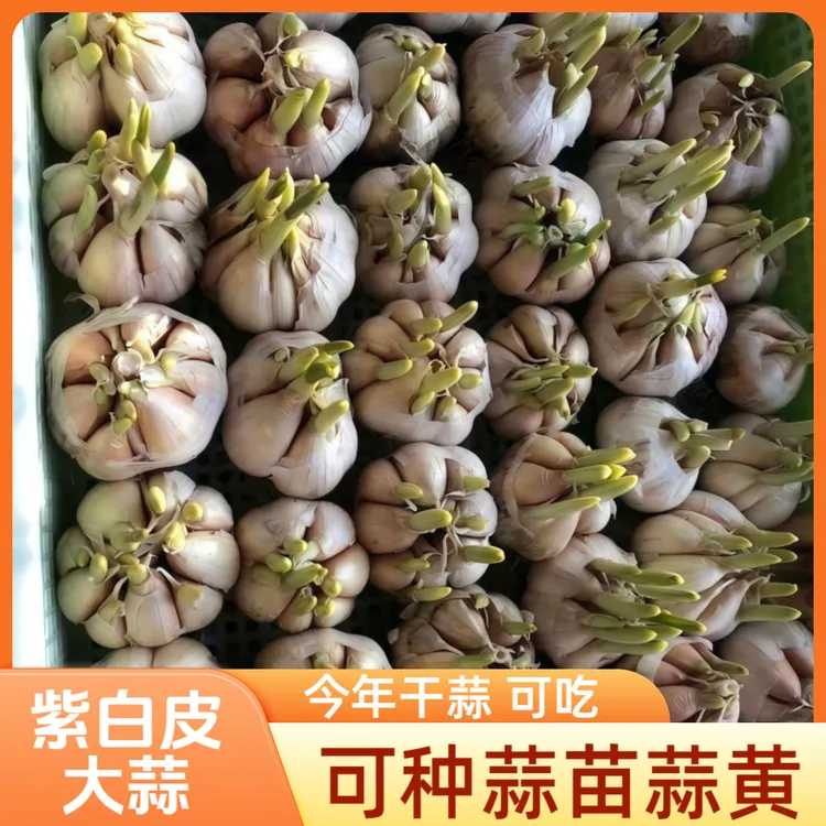 可种紫白皮大蒜蒜黄可吃味浓水培种植蒜苗蒜头干蒜室内外发芽