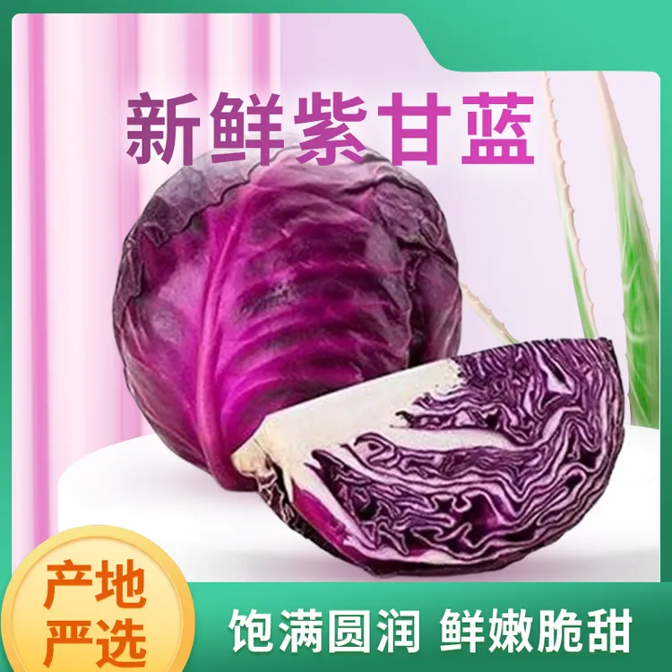 云南新鲜现摘紫甘蓝脆嫩甜可凉拌的优质蔬菜泡菜清炒