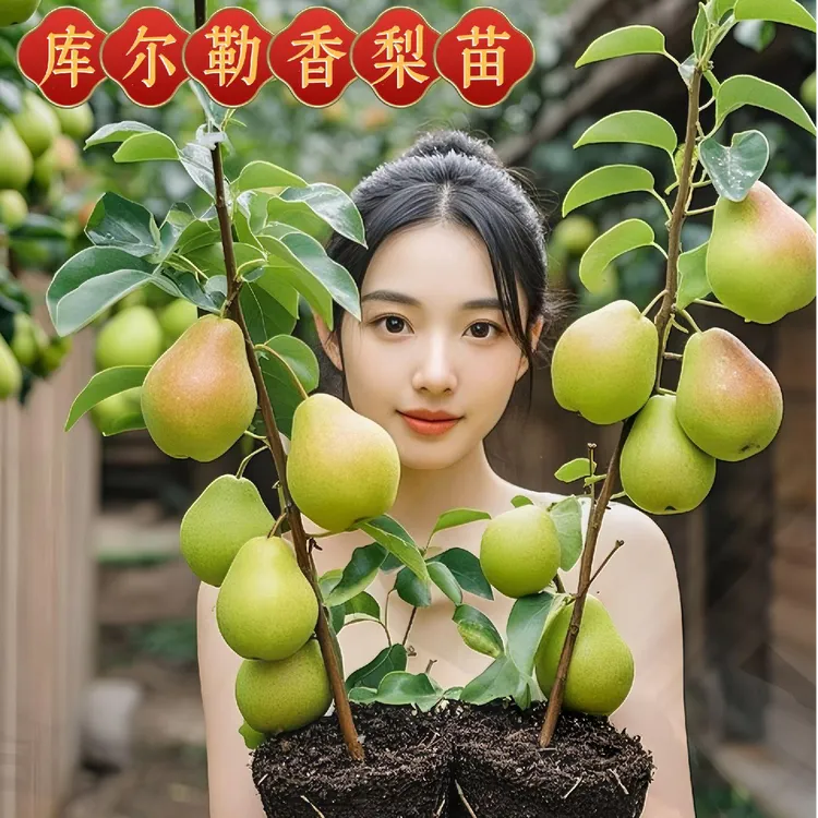 梨树苗嫁接特大库尔勒香梨树果苗盆栽地栽庭院南北方种植带土带叶