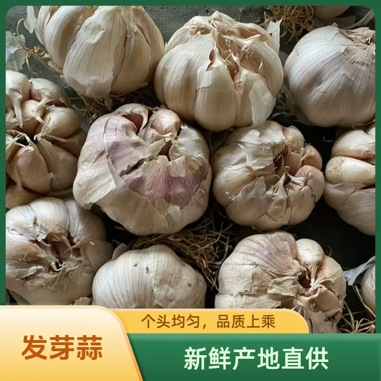 发芽大蒜5斤种植发芽蒜