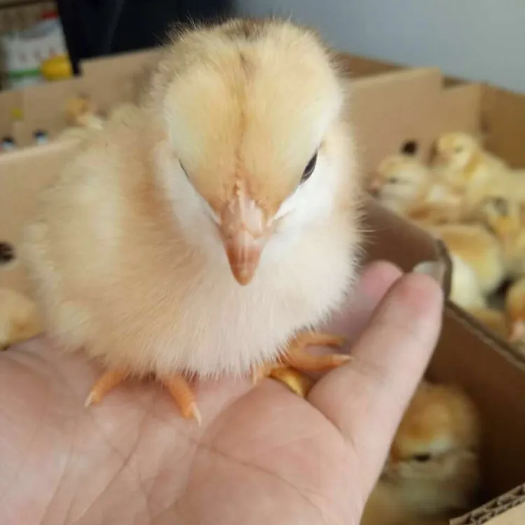 宠物鸡三黄鸡苗50只送5只顺丰包邮