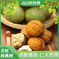 【达人专属】云南高山鲜核桃果仁饱满新鲜核桃带皮发老桩核桃树