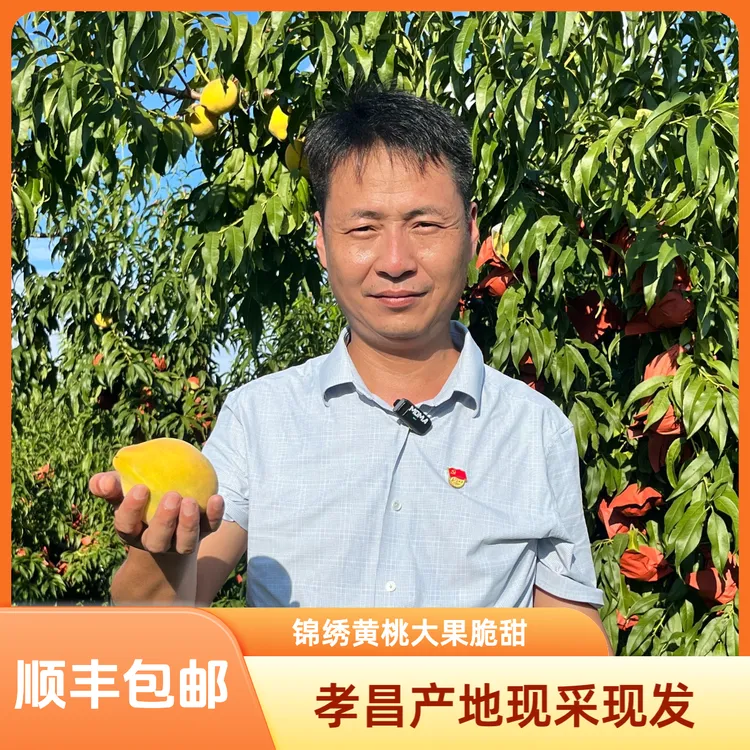 孝昌桃镇丰山锦绣黄桃大果脆甜多汁 产地现采现发【顺丰包邮】