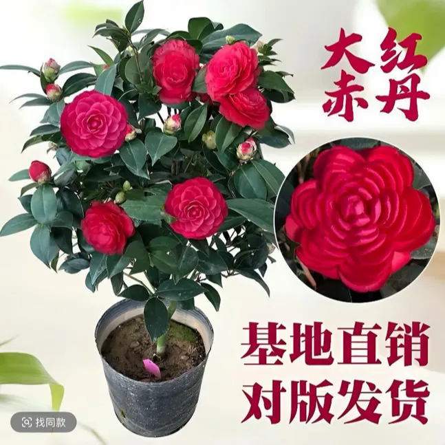 80-100cm带花苞红茶花四季茶花盆栽耐寒适合室外种植