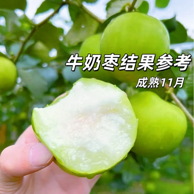 牛奶大青枣嫁接枣树苗贵妃蜜枣脆甜水分多南北方种植当年结果