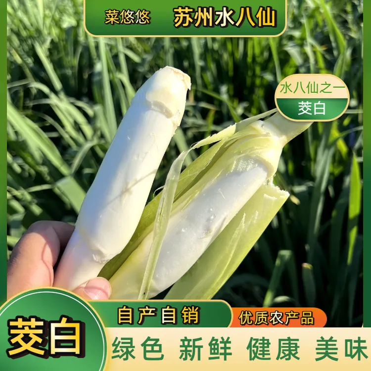 新鲜现摘苏州头茬茭白本地时令农家素菜苏州水八仙之一