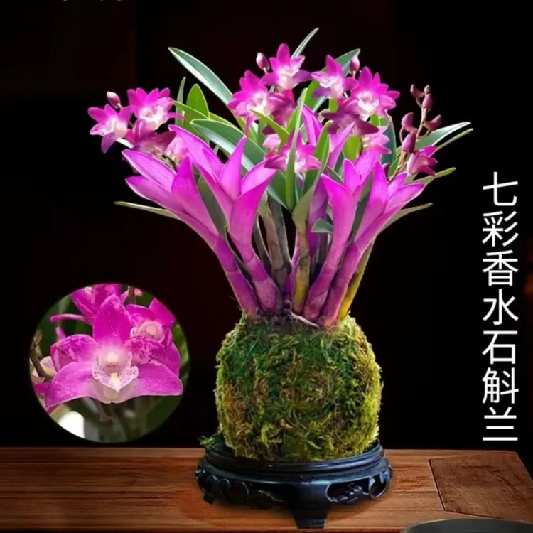 爆款新品七彩石斛兰水培清香室内花卉绿植盆栽花卉桌客厅香兰水培商品图