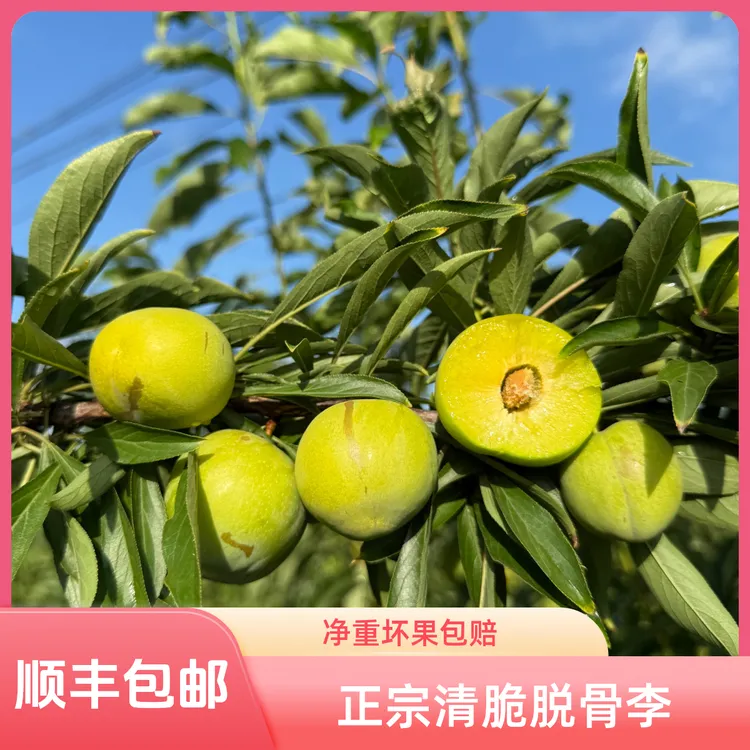 【顺丰包邮】正宗青脆李脱骨李高山种植酸甜可口时令水果坏果包赔