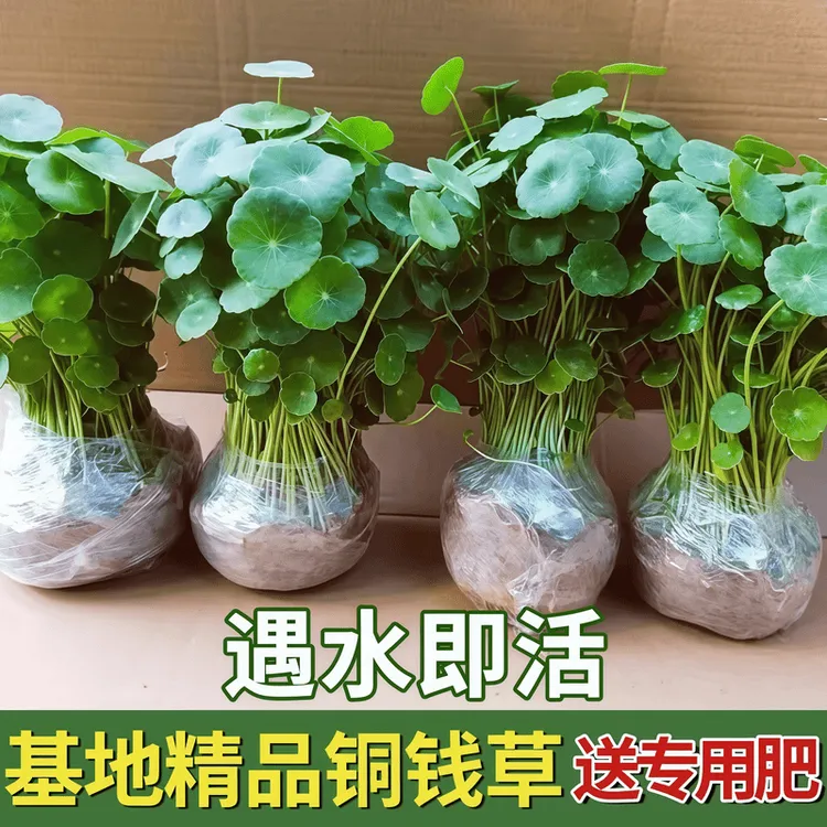 大叶铜钱草水培植物办公室桌面水养绿植金钱草室内四季花卉盆栽