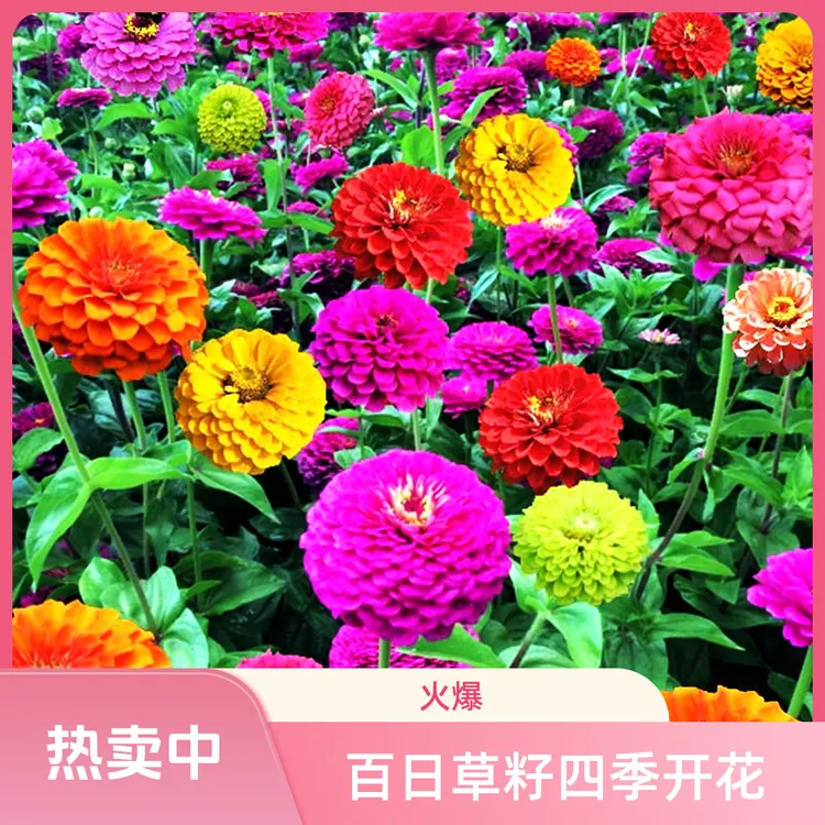 重瓣大花多色百日草步步高花种子四季开花适合室外庭院阳台种植