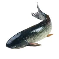 鲜活草鱼 1条（1.25-1.5kg）