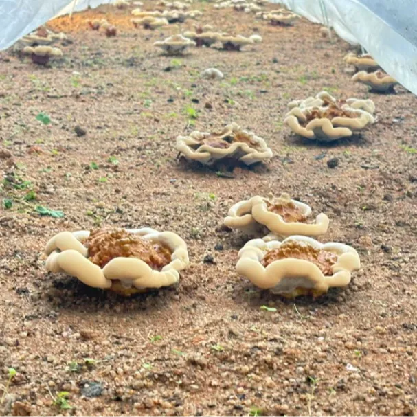 富硒甜灵芝 单片40~80克