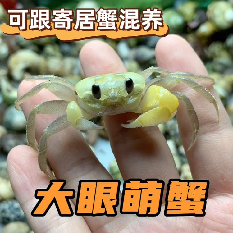 大眼萌蟹可爱沙蟹中华沙蟹桌面萌宠可跟寄居蟹混养陆生观赏螃蟹