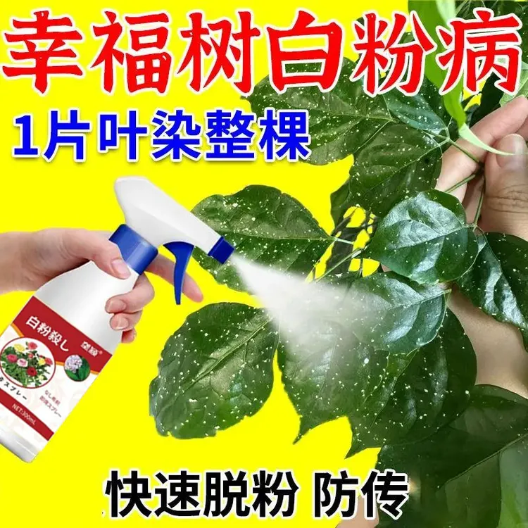 幸福树白粉病【急救】专用营养液以菌抑菌花叶白斑专用清除白粉喷剂