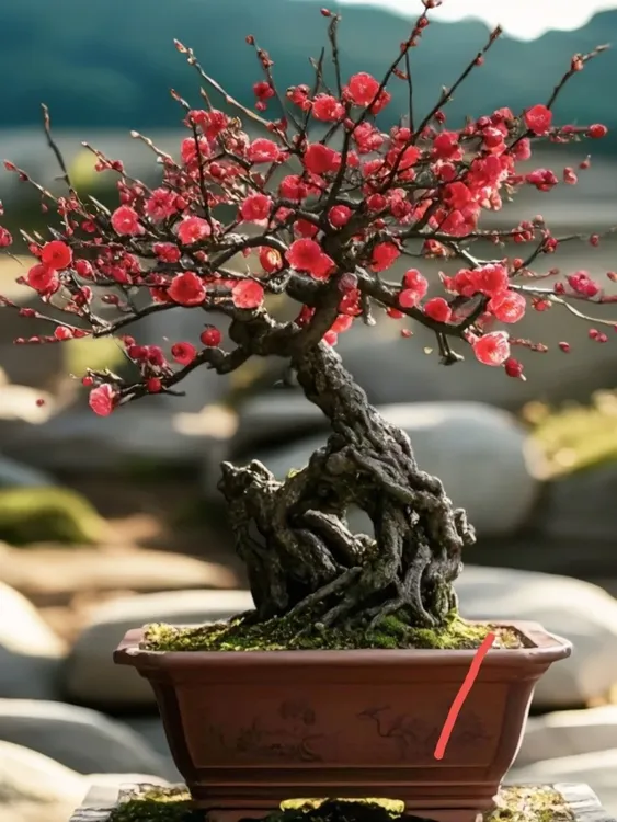 原生梅花老桩盆景造型耐寒耐热，南北方均可种植好养易活