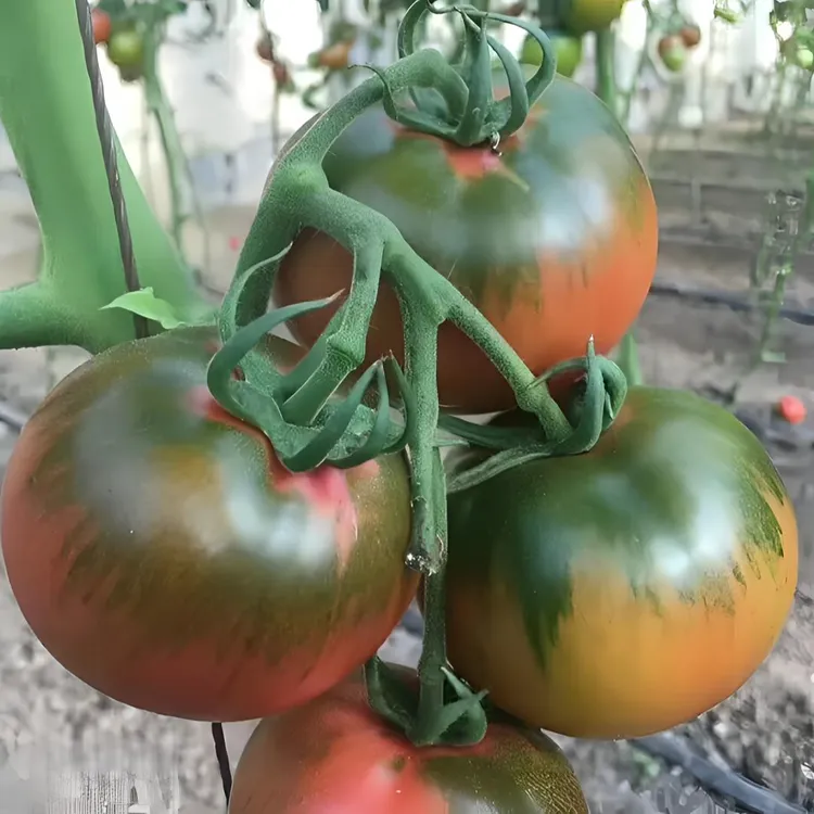 新鲜脆爽黑龙江碱地西红柿嘎啦柿子番茄包邮铁皮西红柿酸甜可口