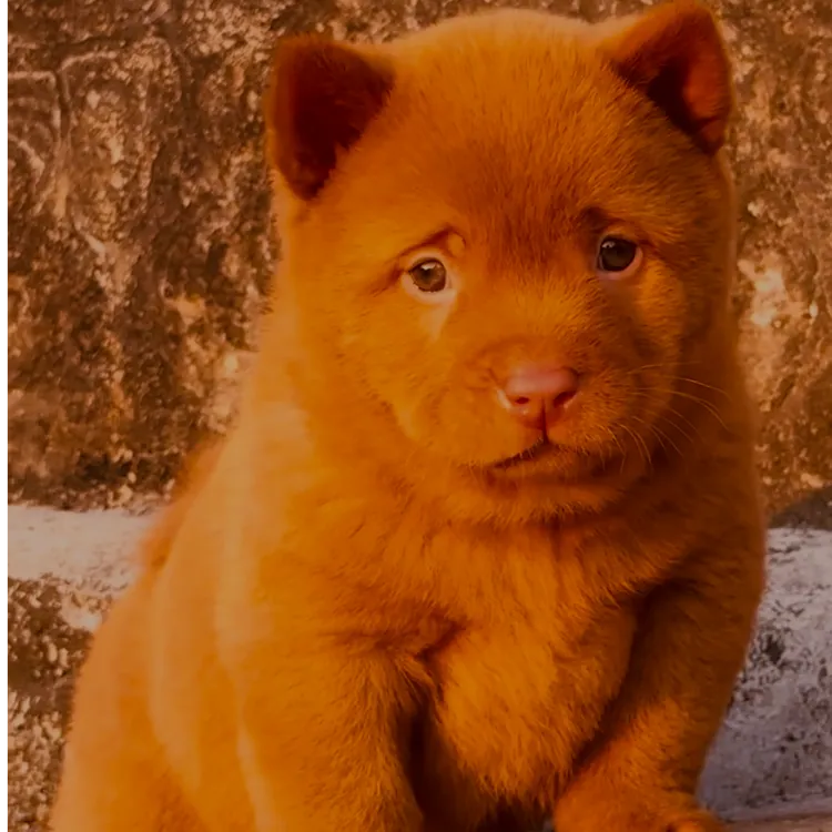 天霸精品五黑犬白土松黄狗白面土狗萌宠广东发货活体链接狗狗